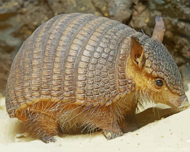 Armadillo Painting By Numbers Kits