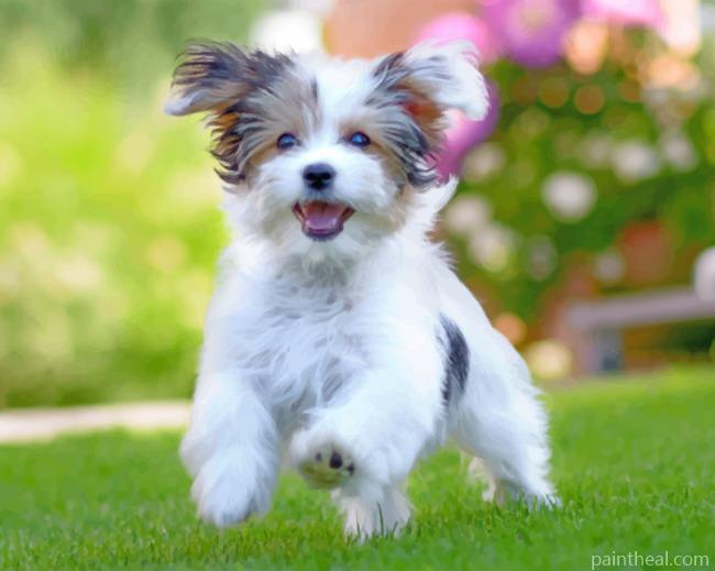 Havanese Puppy Painting By Numbers Kits