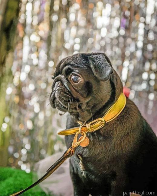 Cute Black Pug Painting By Numbers Kits