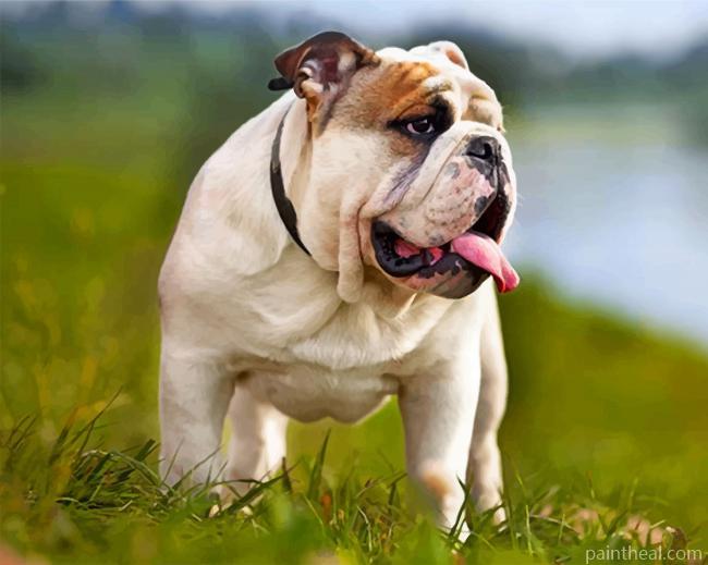 British Bulldog Pet Painting By Numbers Kits