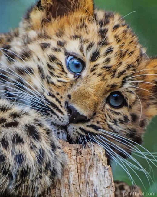 Baby Leopard Painting By Numbers Kits