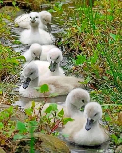 White Ducks In A Row Painting By Numbers Kits