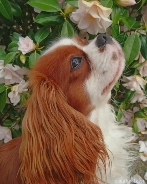 Cavalier King Charles Spaniel Painting By Numbers Kits