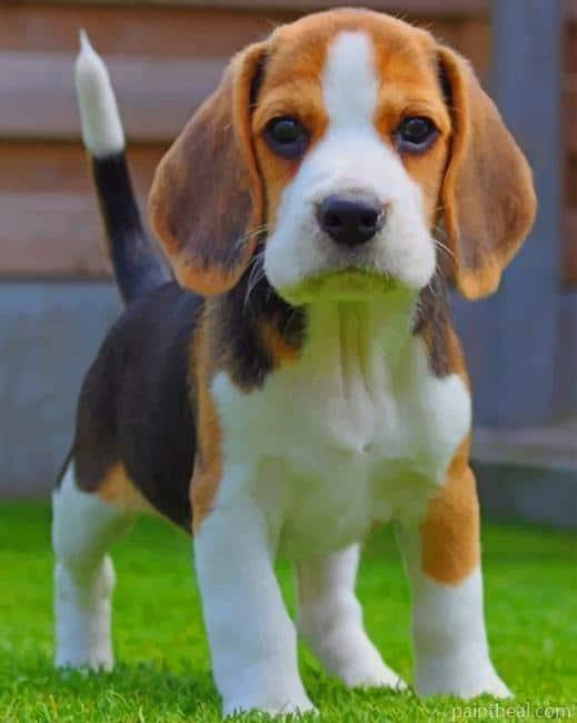 Baby Beagle Painting By Numbers Kits