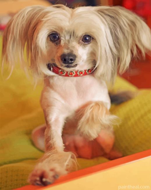 Chinese Crested Dog Painting By Numbers Kits