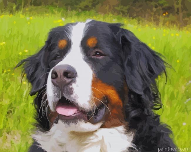 Bernese Mountain Dog In Field Painting By Numbers Kits