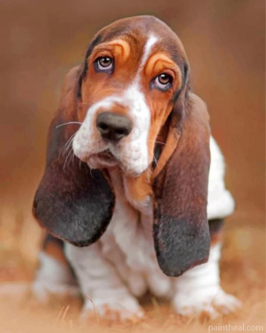 Basset Hound Dog Painting By Numbers Kits