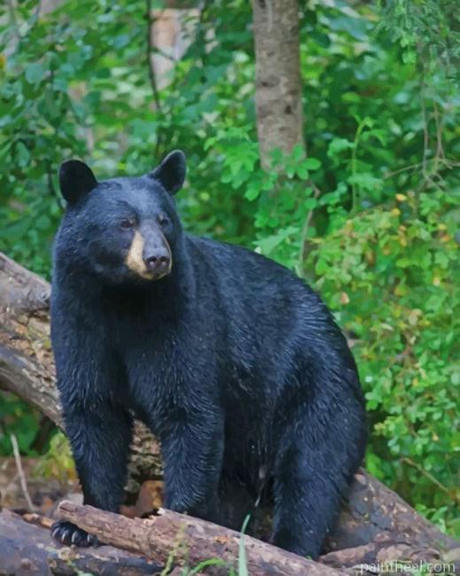 North American Black Bear Painting By Numbers Kits