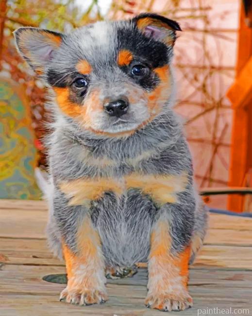 Australian Catle Dog Blue Heeler Painting By Numbers Kits