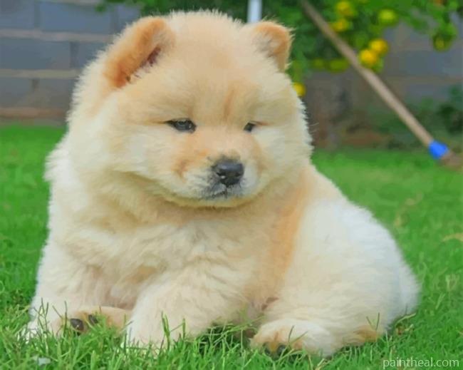 White Chow Chow Painting By Numbers Kits