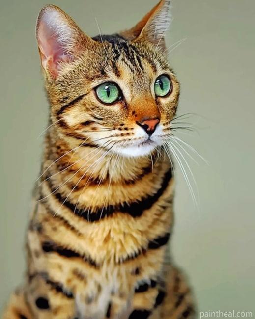 Cute Bengal Cat Painting By Numbers Kits