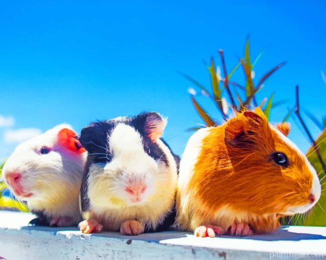 Guinea Pigs Siblings Painting By Numbers Kits