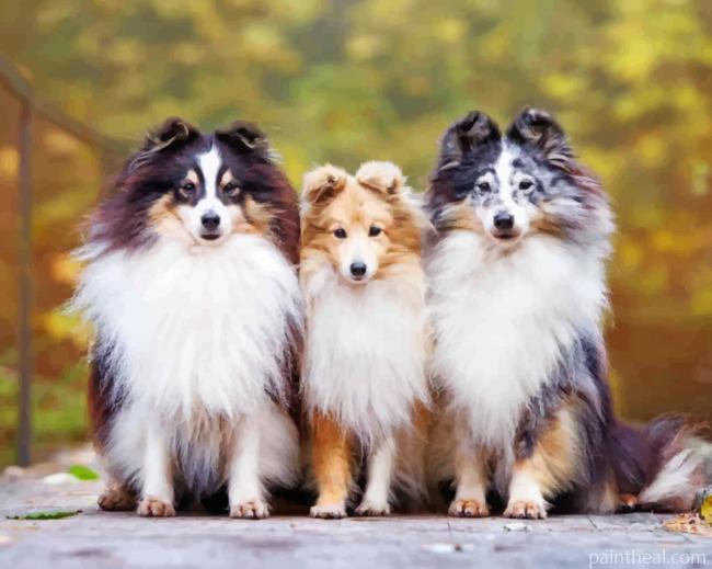 Cute Shelties Painting By Numbers Kits