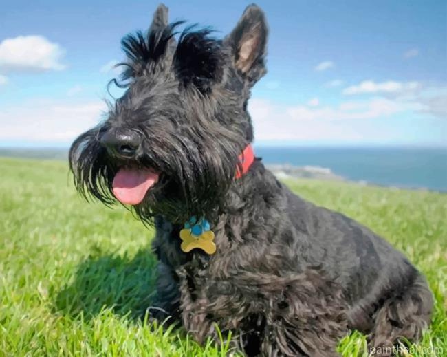 Iconic Scottish Terrier Painting By Numbers Kits