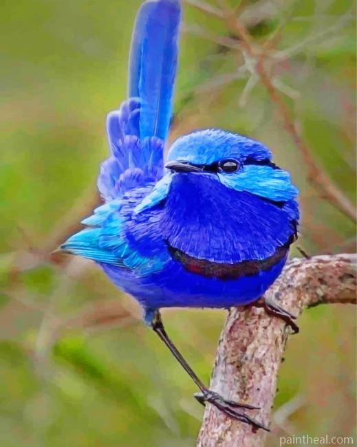 Blue Wren Bird Painting By Numbers Kits