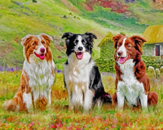 Aesthetic Border Collies Painting By Numbers Kits