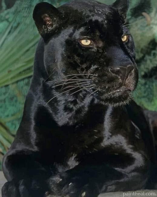 Black Panther Animal Painting By Numbers Kits