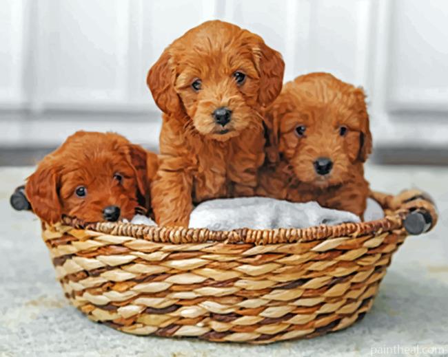 Goldendoodle Puppies Painting By Numbers Kits
