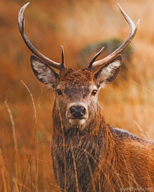 Wild Deer In Zoo Painting By Numbers Kits