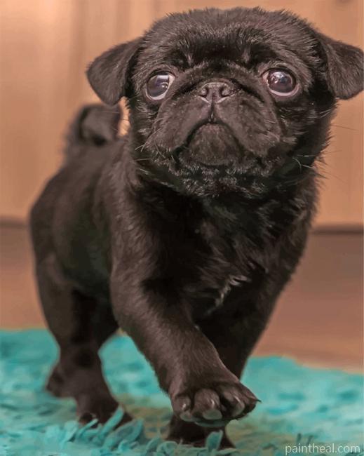Black Pug Painting By Numbers Kits