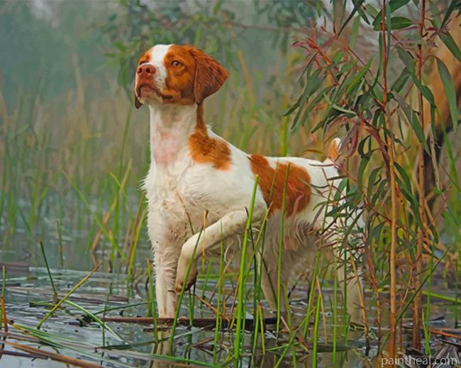 Brittany Spaniel Dog Pet Painting By Numbers Kits