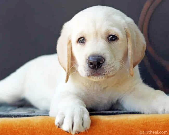 Labrador Puppy Painting By Numbers Kits