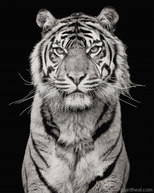White Tiger Photography Painting By Numbers Kits