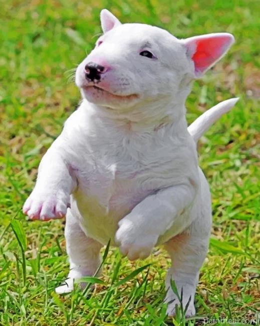 Bull Terrier Puppy Painting By Numbers Kits