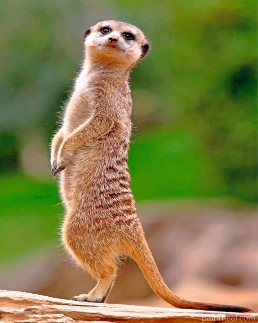 Meerkat Animal Painting By Numbers Kits