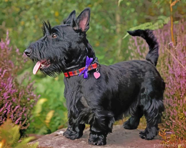 Scottish Terrier Painting By Numbers Kits