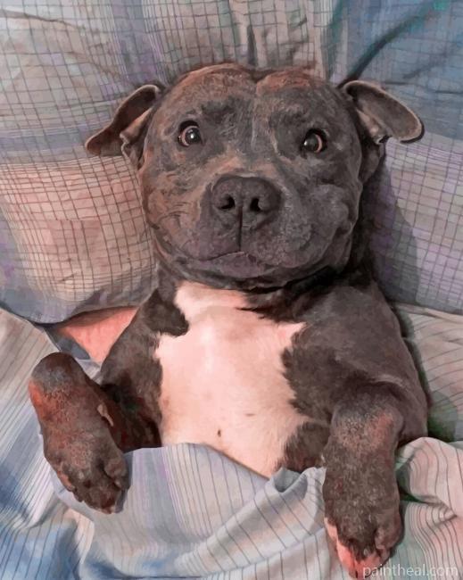 Chilling Staffy Painting By Numbers Kits