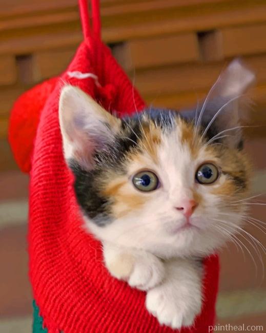 Cat Inside Red Socks Painting By Numbers Kits