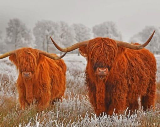 Highland Cows In The Snow Painting By Numbers Kits