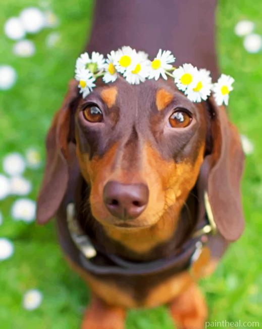 Adorable Sausage Dog Painting By Numbers Kits