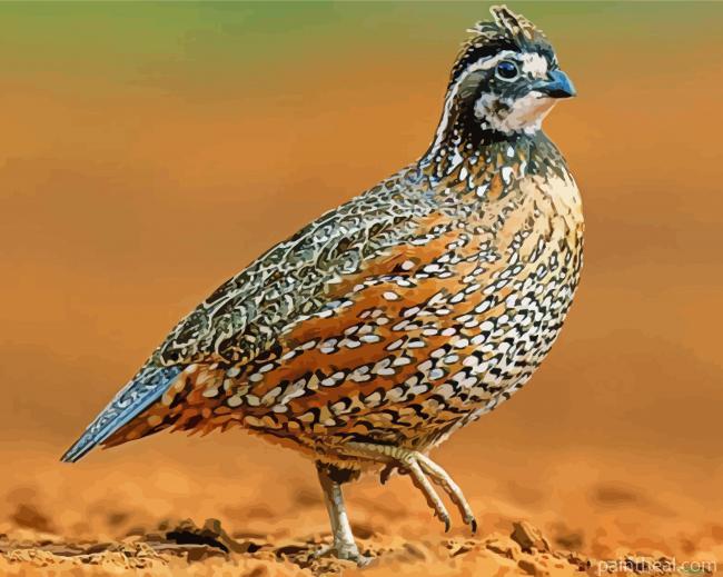 Northern Bobwhite Bird Painting By Numbers Kits