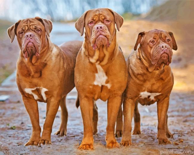 Three Dogue de Bordeaux Painting By Numbers Kits