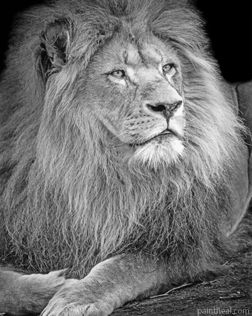 Black And White Lion Painting By Numbers Kits