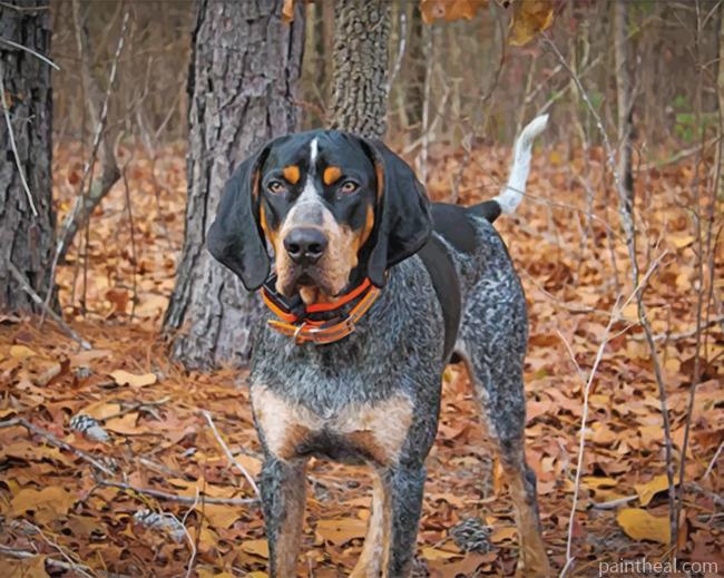 Black Bluetick Coonhound Painting By Numbers Kits