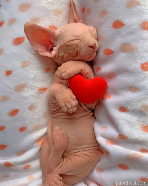 Sleepy Sphynx Cat Painting By Numbers Kits