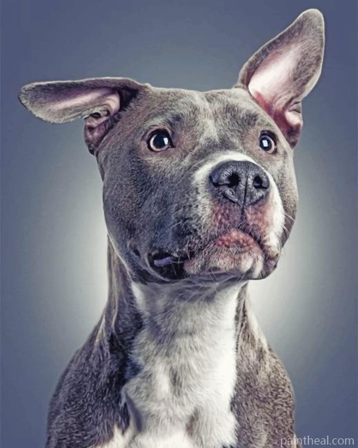 Gray Pit bull Dog Animal Painting By Numbers Kits