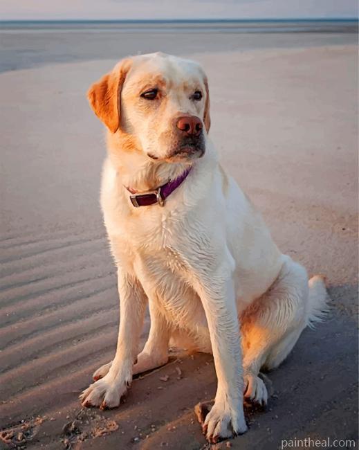 Yellow Lab Painting By Numbers Kits