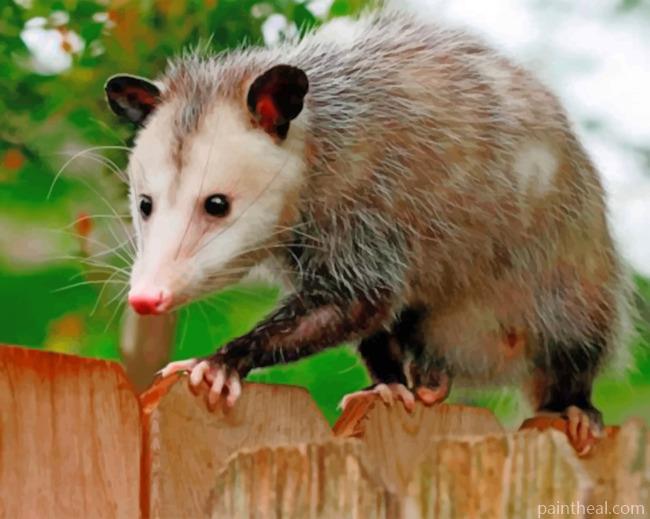 Possum Animal Painting By Numbers Kits