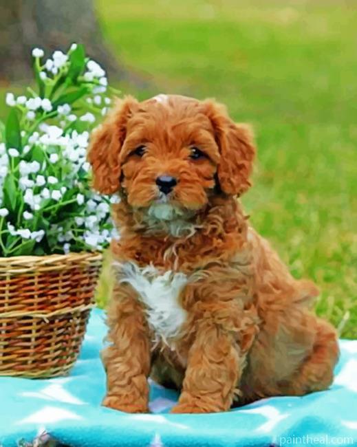 Brown Cavapoo Painting By Numbers Kits