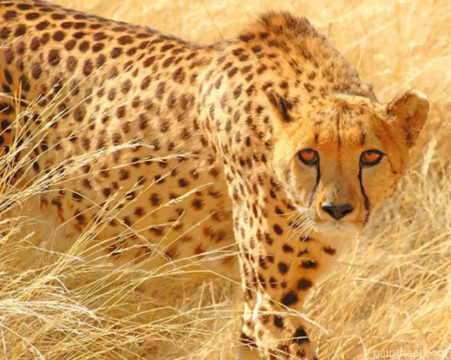 Cheetah Wild Cat Painting By Numbers Kits