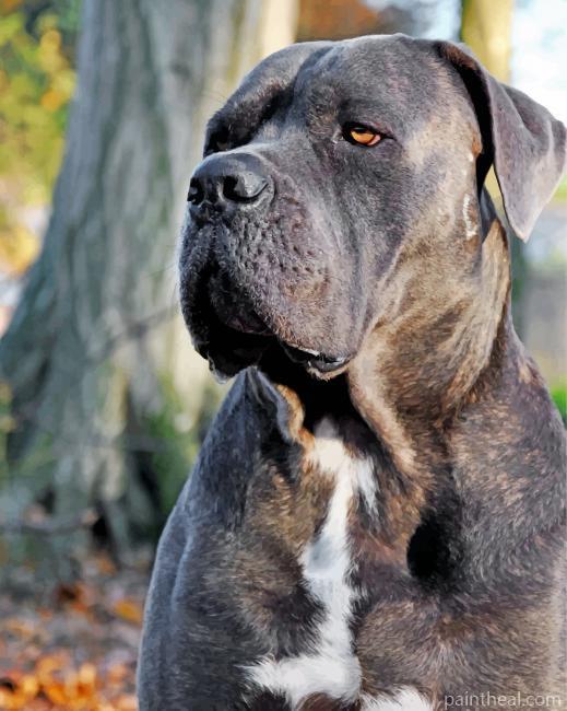 Cane Corso Painting By Numbers Kits