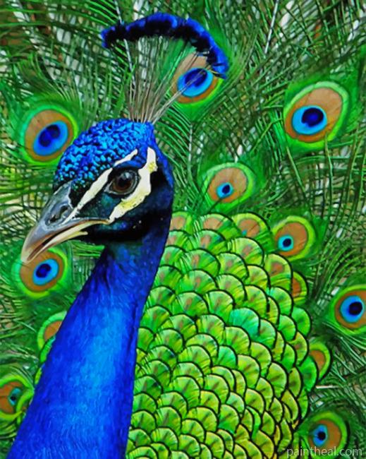 Beautiful Peacock Painting By Numbers Kits