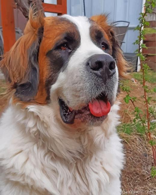 Saint Bernard Dog Painting By Numbers Kits
