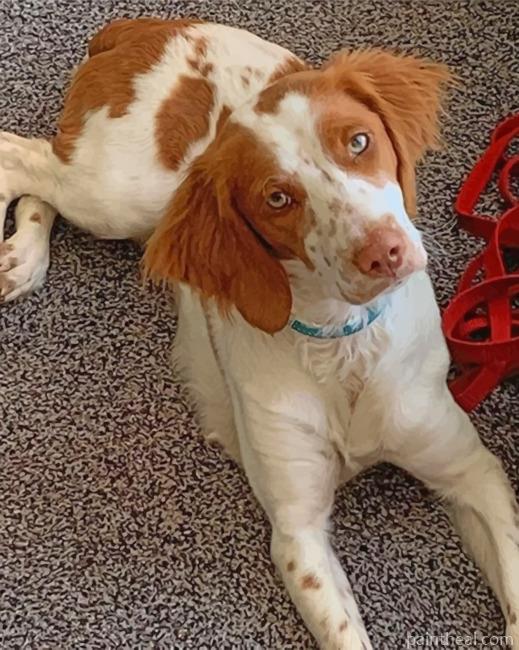 Brittany Spaniel Dog Painting By Numbers Kits