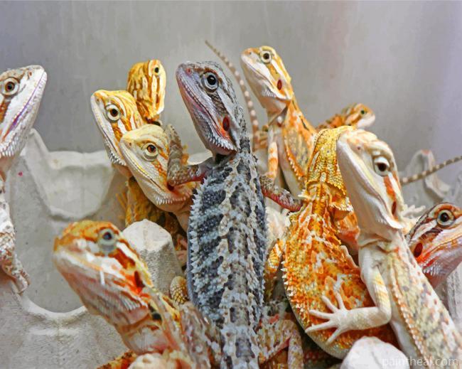 Bearded Dragons Painting By Numbers Kits