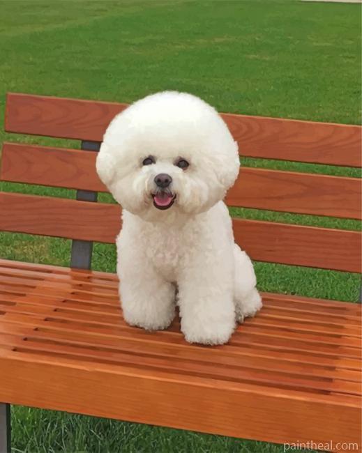 Fluffy Bichon Frise Painting By Numbers Kits